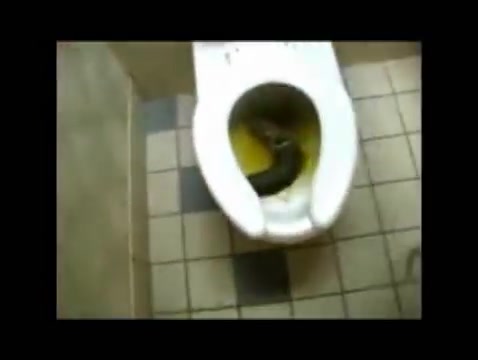 478px x 360px - Classic: Black girl drops HUGE turd in lady's restroom - ScatFap.com - scat  porn search - FREE videos of extreme kaviar and copro sex, dirty shit  eating and smearing